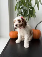 Mela, a female Cavapoo for sale in Woodhaven, NY – 4 of 7