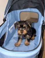 Milo, a male Yorkshire Terrier for sale in Woodhaven, NY – 2 of 3
