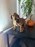 Dasher, a male Dachshund for sale in Woodhaven, NY – 3 of 3