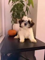 Princess , a female Shih Tzu for sale in Woodhaven, NY – 2 of 3