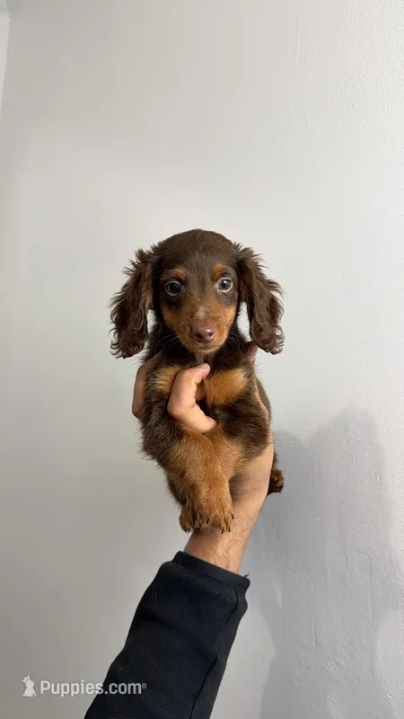 Bobby – Miniature Dachshund puppy for sale in Woodhaven, NY