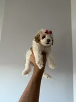 Teacup cindy, a female Poodle - Toy  for sale in Woodhaven, NY – 3 of 7