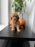 Button, a male Poodle - Toy  for sale in Woodhaven, NY – 3 of 5