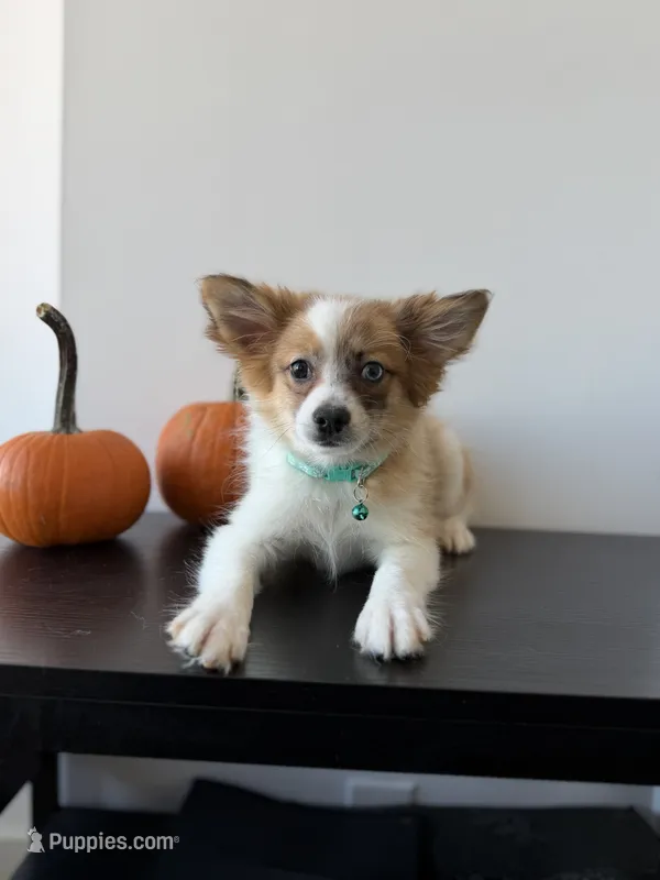 Zeus – Pomeranian puppy for sale in Woodhaven, NY