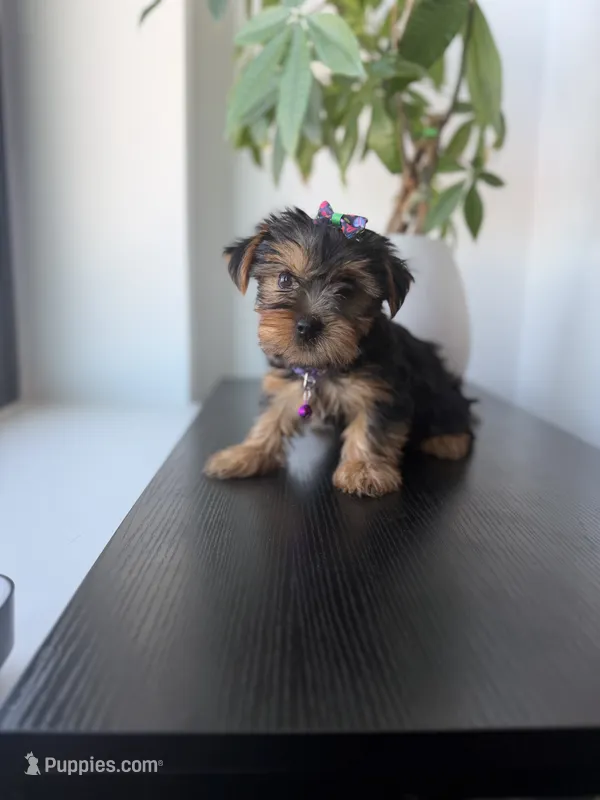 Tulip – Yorkshire Terrier puppy for sale in Woodhaven, NY