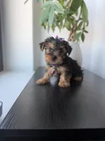 Tulip, a female Yorkshire Terrier for sale in Woodhaven, NY – 1 of 5