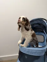 Zeus, a male English Cocker Spaniel for sale in Woodhaven, NY – 5 of 5