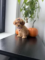 Tinkerbell teacup, a female Poodle - Toy  for sale in Woodhaven, NY – 5 of 5