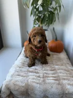 Prada, a male Miniature Goldendoodle for sale in Woodhaven, NY – 4 of 6