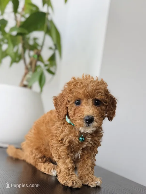 Biscuit – Poodle - Toy  puppy for sale in Woodhaven, NY