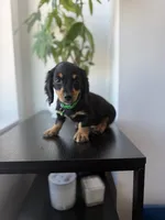 Dasher , a male Miniature Dachshund for sale in Woodhaven, NY – 6 of 6