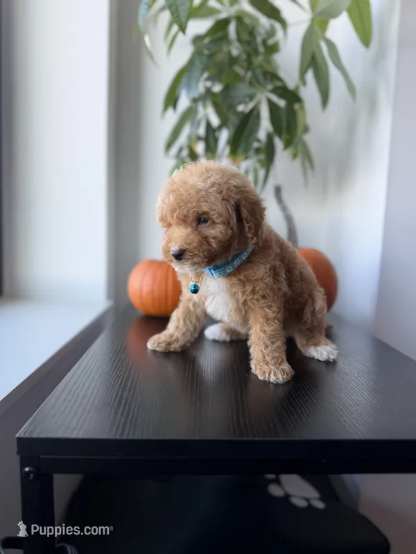 Gucci – Poodle - Toy  puppy for sale in Woodhaven, NY