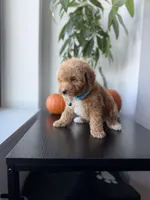 Gucci, a male Poodle - Toy  for sale in Woodhaven, NY – 1 of 8