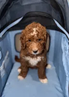Lucy, a female Miniature Goldendoodle for sale in Woodhaven, NY – 4 of 5