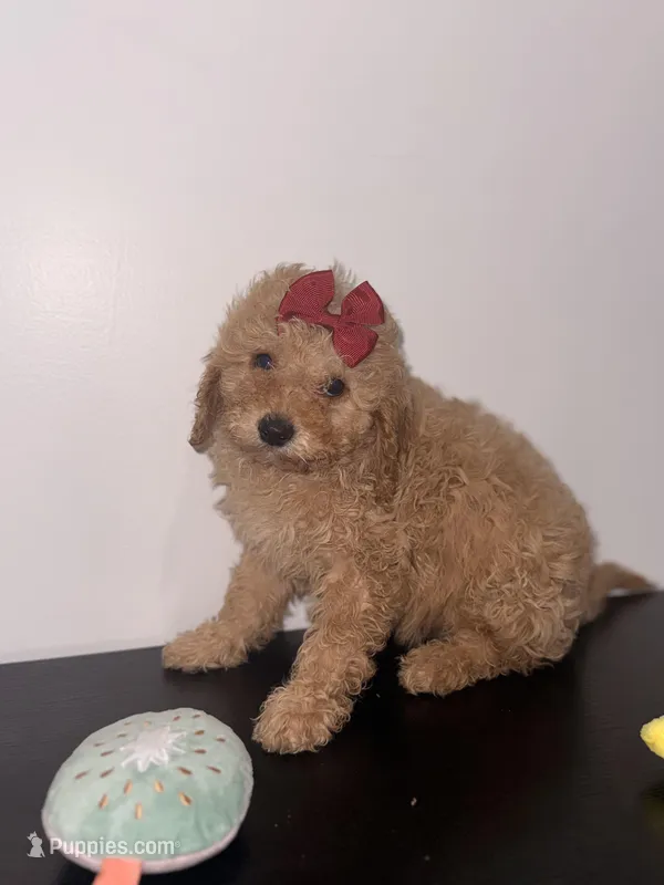 Lola – Poodle - Toy  puppy for sale in Woodhaven, NY