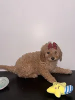 Lola, a female Poodle - Toy  for sale in Woodhaven, NY – Photo 2 of 3