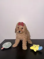Lola, a female Poodle - Toy  for sale in Woodhaven, NY – Photo 3 of 3