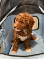 Lucy, a female Miniature Goldendoodle for sale in Woodhaven, NY – 3 of 5