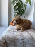 Louis, a male Miniature Goldendoodle for sale in Woodhaven, NY – 4 of 6