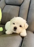 Frosty, a male Maltese for sale in Woodhaven, NY – 3 of 3