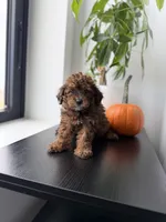 Rocky, a male Poodle - Toy  for sale in Woodhaven, NY – 5 of 6