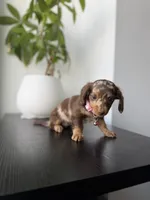 Velma, a female Miniature Dachshund for sale in Woodhaven, NY – 6 of 7