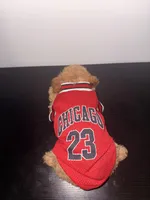 Bud, a male Poodle - Toy  for sale in Woodhaven, NY – Photo 3 of 3