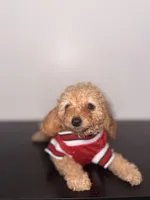 Bud, a male Poodle - Toy  for sale in Woodhaven, NY – Photo 1 of 3