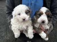 Jake (right pup ) , a male Miniature Bernedoodle for sale in Woodhaven, NY – Photo 2 of 2