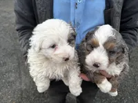 Jake (right pup ) , a male Miniature Bernedoodle for sale in Woodhaven, NY – Photo 1 of 2