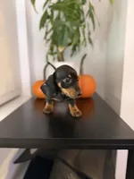 Poppy, a female Miniature Dachshund for sale in Woodhaven, NY – 3 of 6