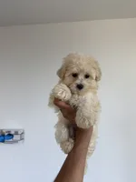 Paola, a female Yorkipoo for sale in Woodhaven, NY – 1 of 1