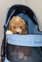 Teddy, a male Miniature Goldendoodle for sale in Woodhaven, NY – 3 of 4