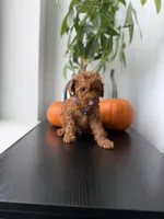 Tiger, a male Poodle - Toy  for sale in Woodhaven, NY – 3 of 5