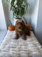 Princess , a female Miniature Goldendoodle for sale in Woodhaven, NY – 4 of 6