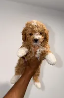 Teddy, a male Miniature Goldendoodle for sale in Woodhaven, NY – 4 of 4