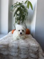 Tiny, a male Maltese for sale in Woodhaven, NY – 3 of 5