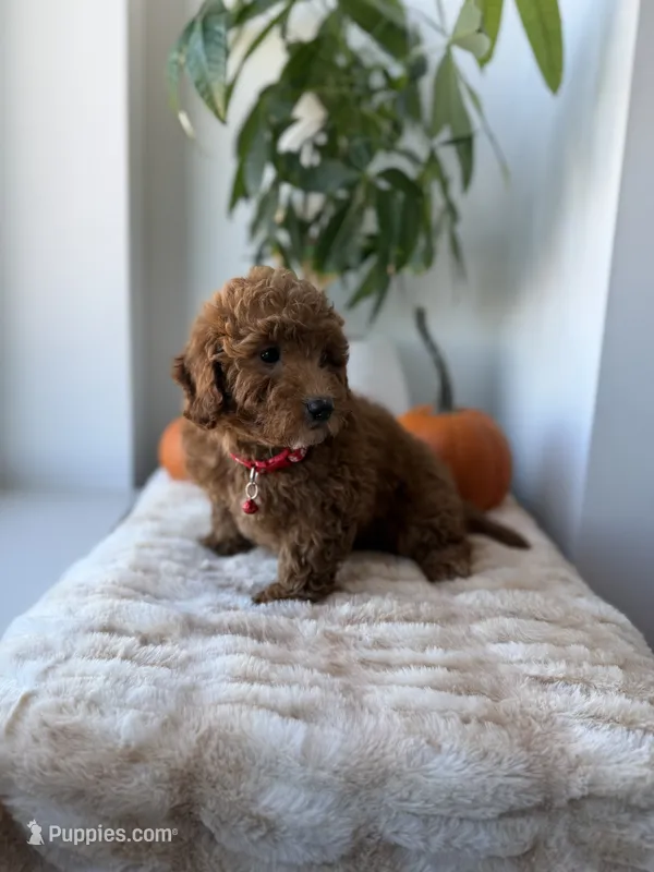 Prada – Miniature Goldendoodle puppy for sale in Woodhaven, NY