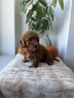 Prada, a male Miniature Goldendoodle for sale in Woodhaven, NY – 1 of 6