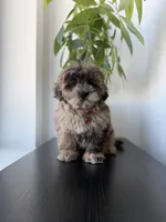 Cosmo, a male Shihpoo for sale in Woodhaven, NY – 4 of 6