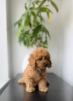 Coco, a male Cavapoo for sale in Woodhaven, NY – 2 of 3