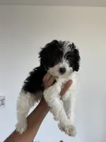 Trixie , a female Yorkipoo for sale in Woodhaven, NY – 1 of 1