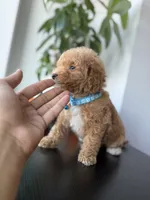 Gucci, a male Poodle - Toy  for sale in Woodhaven, NY – 7 of 8