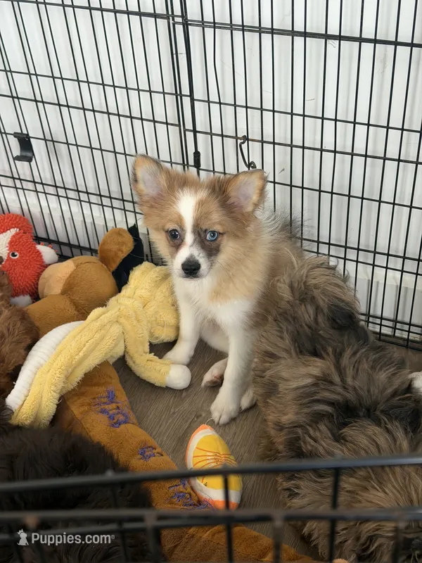 Zeus – Pomeranian puppy for sale in Woodhaven, NY