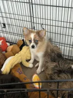 Zeus, a male Pomeranian for sale in Woodhaven, NY – 1 of 4