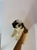 Princess , a female Shih Tzu for sale in Woodhaven, NY – 3 of 3