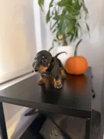 Poppy, a female Miniature Dachshund for sale in Woodhaven, NY – 4 of 6