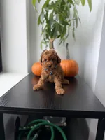 Tiger, a male Poodle - Toy  for sale in Woodhaven, NY – 4 of 5