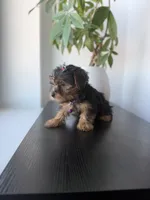 Tulip, a female Yorkshire Terrier for sale in Woodhaven, NY – 2 of 5