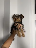 Bori , a male Yorkshire Terrier for sale in Woodhaven, NY – Photo 1 of 2